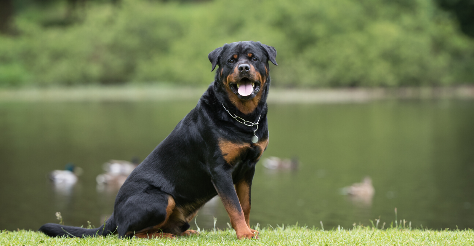 Athletic rottweiler cheap